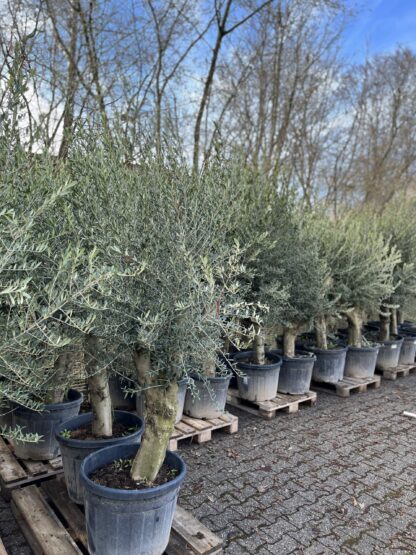 Olivenbaum in kaufen in Aachen