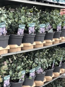 Eukalyptus kaufen bei Blumendeal Aachen