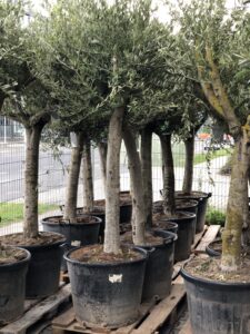 Top-Angebote für Olivenbäume bei Blumendeal Aachen