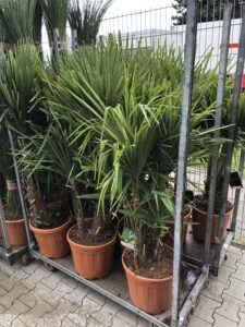 große Auswahl an Palmen in Aachen
