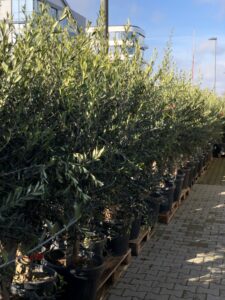 Olivenbäume in bester Qualität bei Blumendeal in Aachen stehen aufgereiht in großer Anzahl und sind abholbereit.
