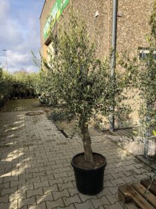 Olivenbaum bei Blumendeal in Aachen im Topf transportbereit mit gefurchtem geradem Stamm.