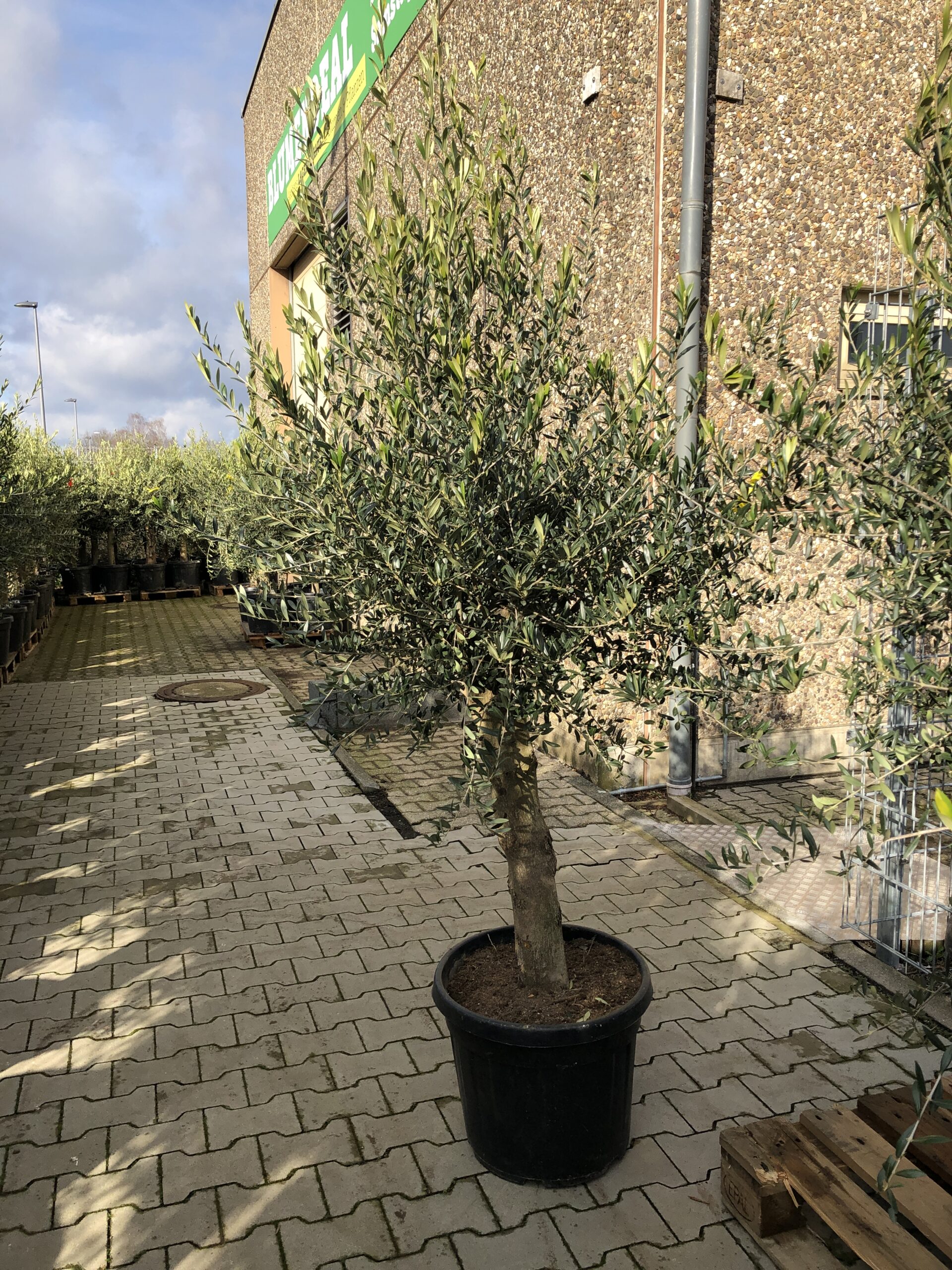 Olivenbaum bei Blumendeal in Aachen