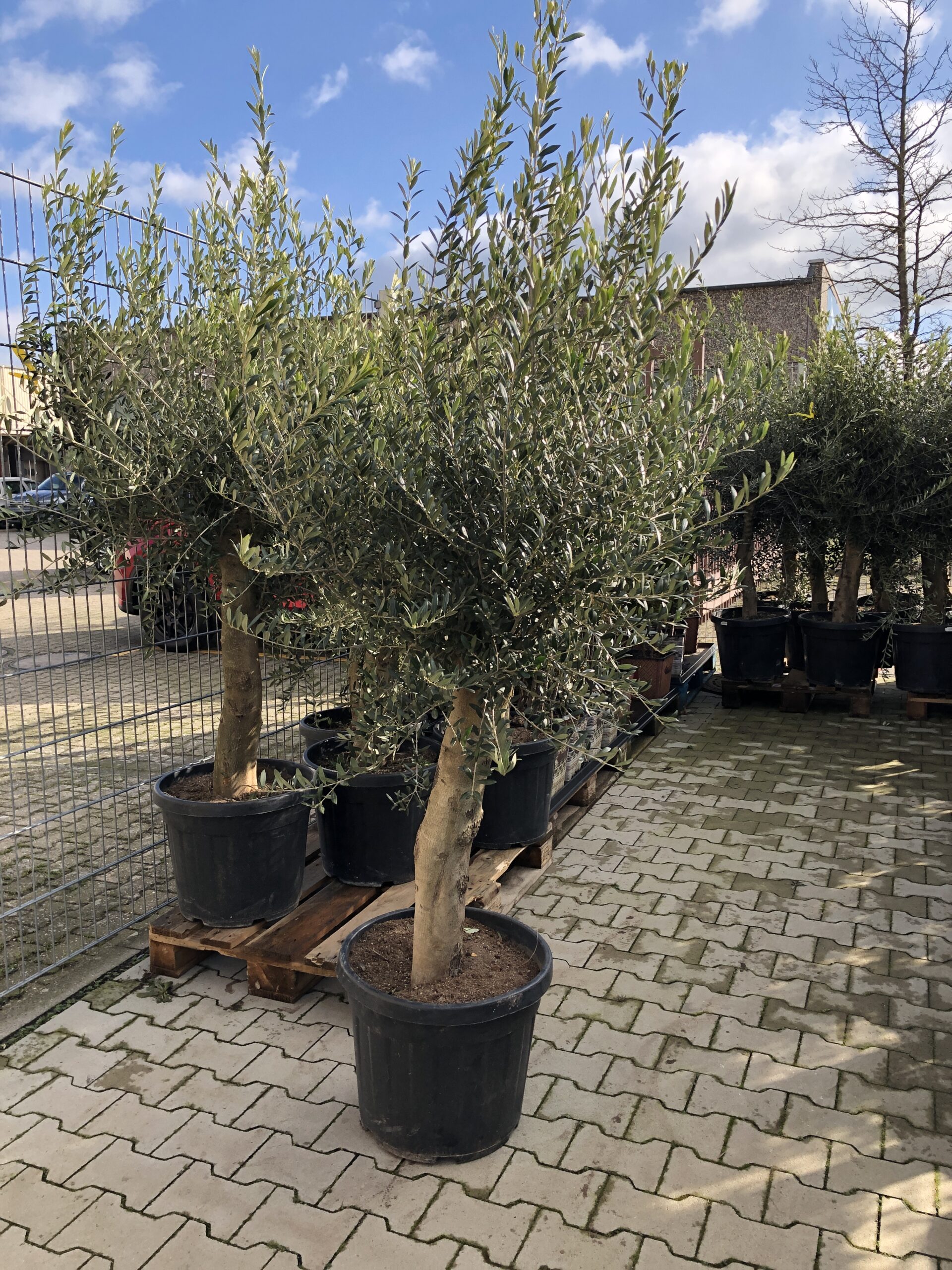 Olivenbaum bei Blumendeal in Aachen