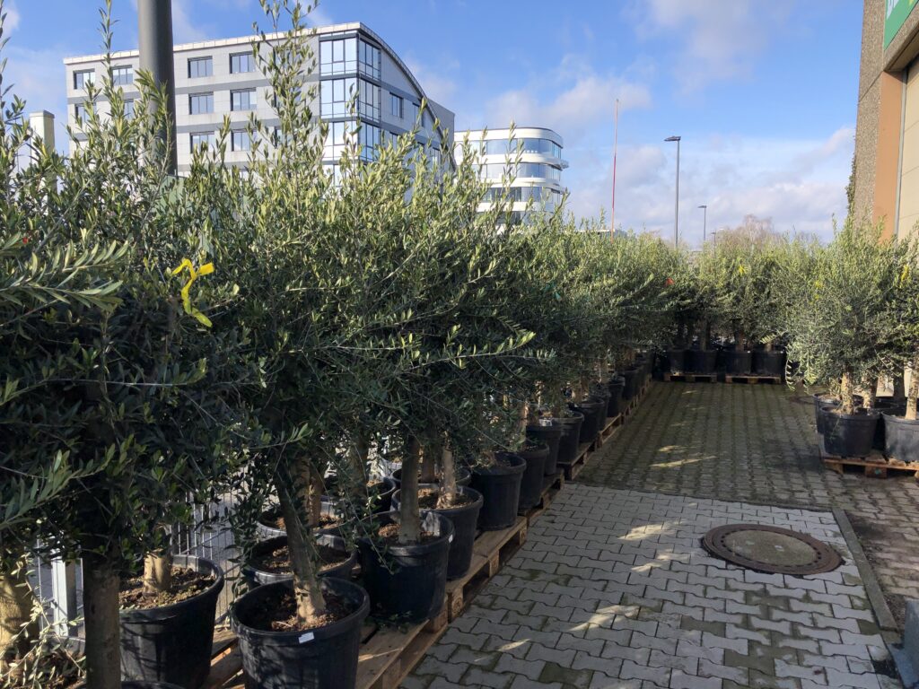 Große Auswahl Olivenbäume bei Blumendeal in Aachen