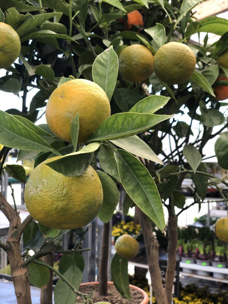 Zitronen an einem Zitronenbaum von Blumendeal in Aachen
