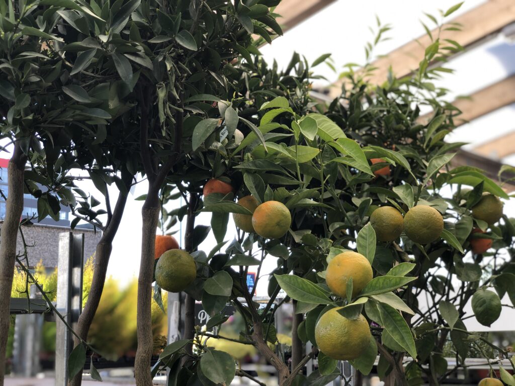 Zitronenbaum mit Früchten im Geschäft von Blumendeal in Aachen