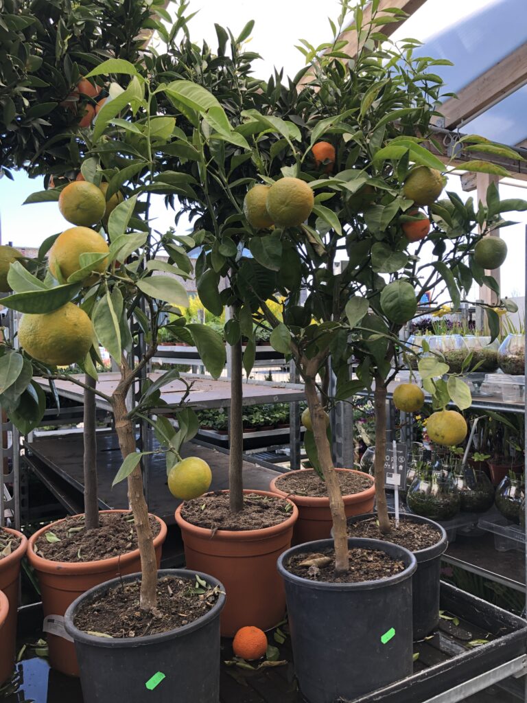 mehrere Zitronenbäume mit Früchten bei Blumendeal in Aachen
