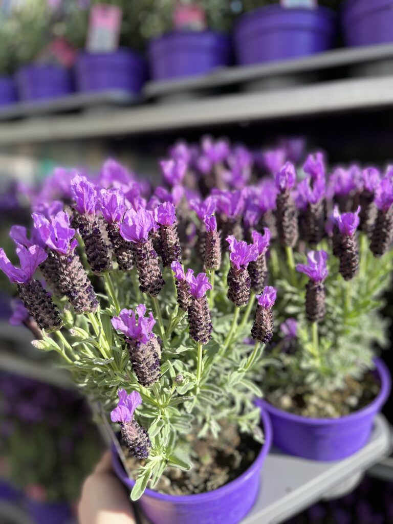 Lavendel kaufen in Aachen zum besten Preis und in bester Qualität bei Blumendeal Aachen