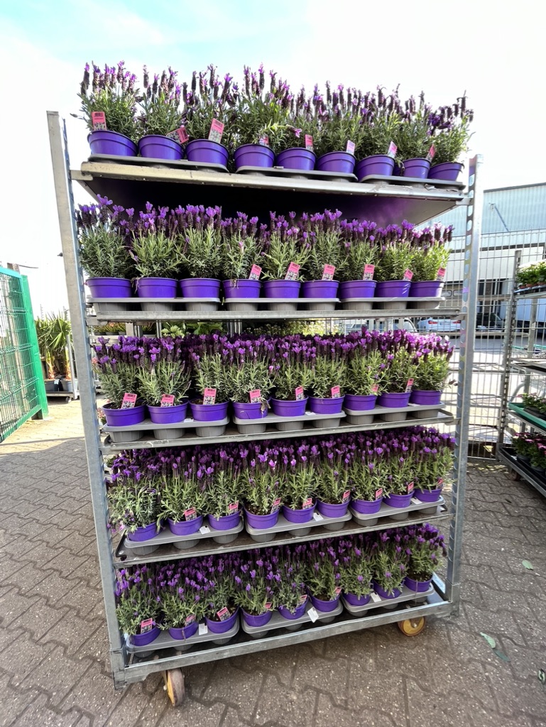 Große Auswahl an Lavendel zum günstigen Preis in Aachen