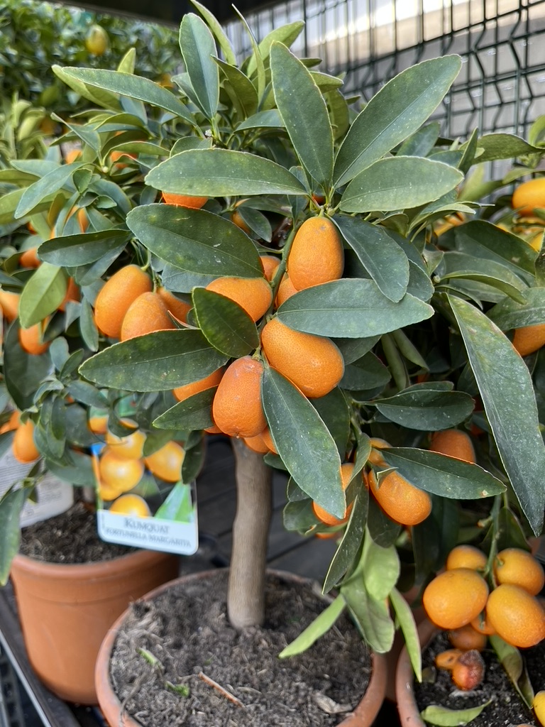 Kumquatbäume mit Früchten