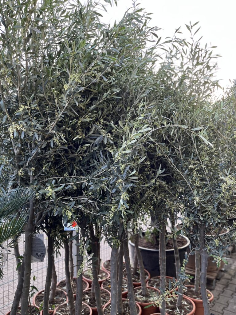Olivenbäume kaufen in Aachen bei Blumendeal Aachen