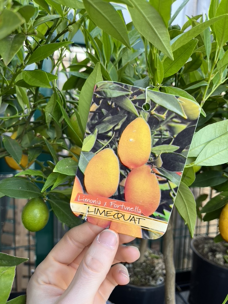 Kumquatbäume der Sorte Limequat