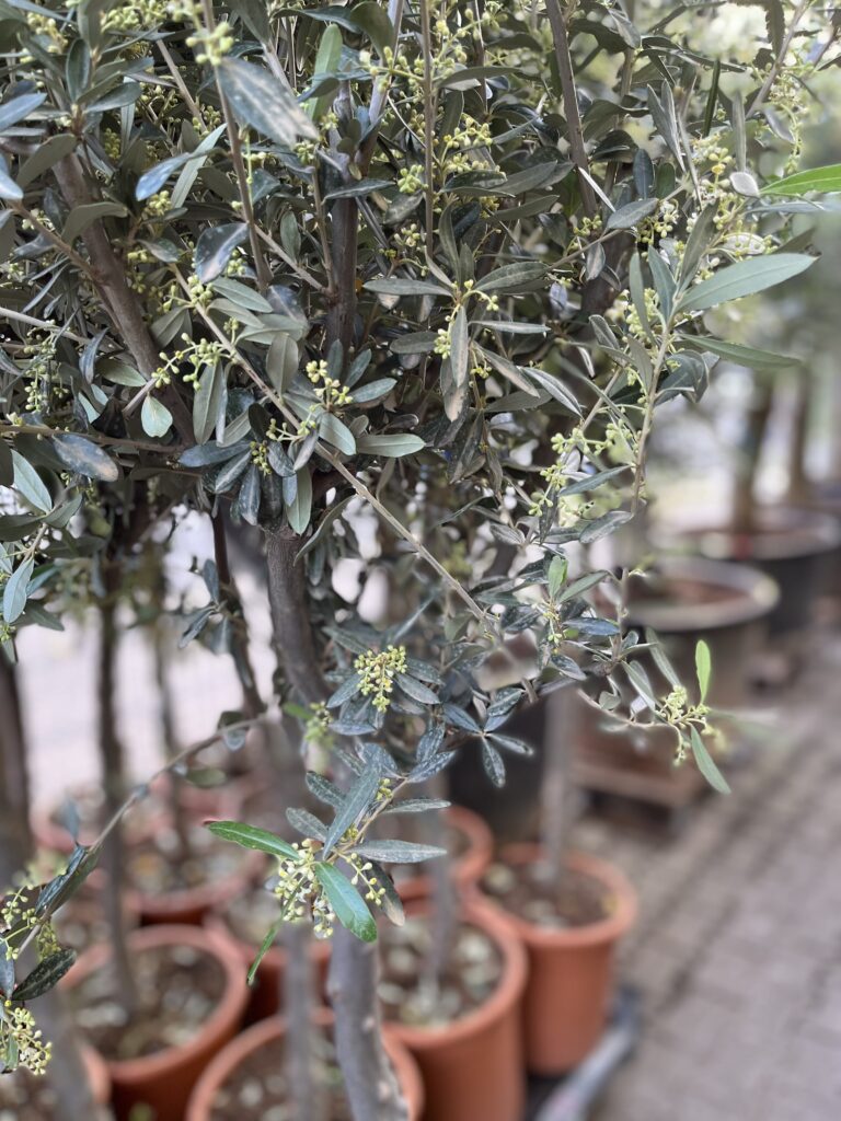 Olivenbäume mit vollem Grün bei Blumendeal Aachen