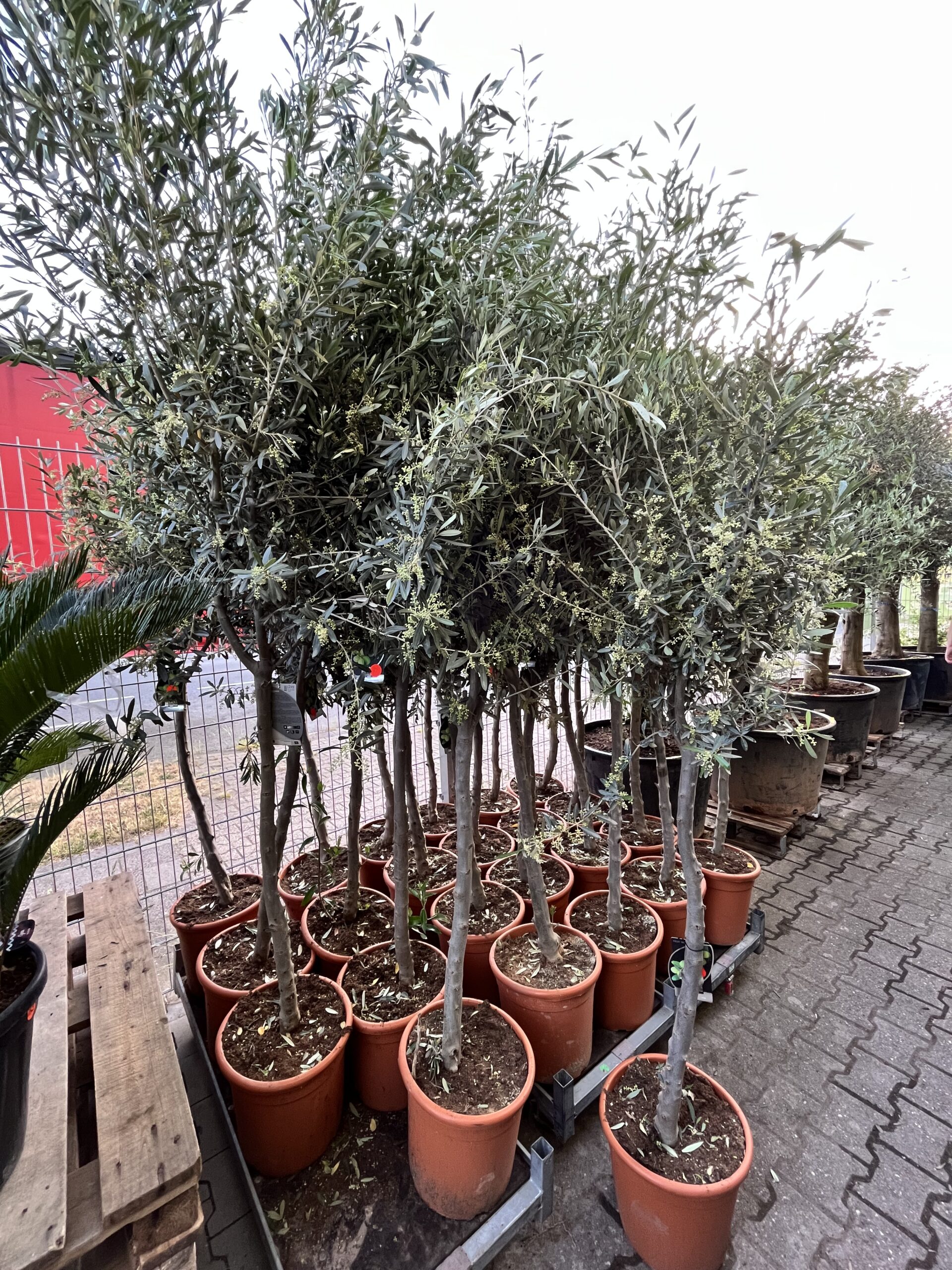 Olivenbäume (ca. 220cm) für 99€