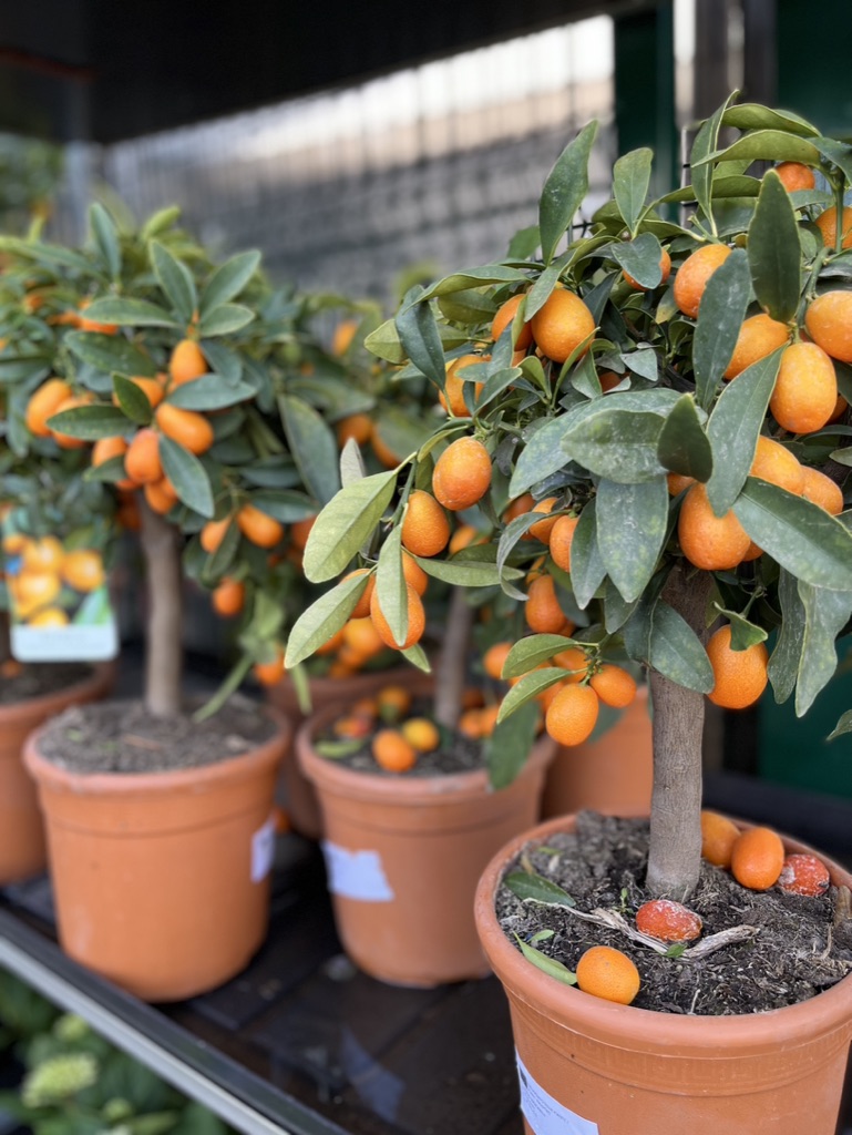 Abholbereit in Aachen (solange der Vorrat reicht): Kumquatbäume