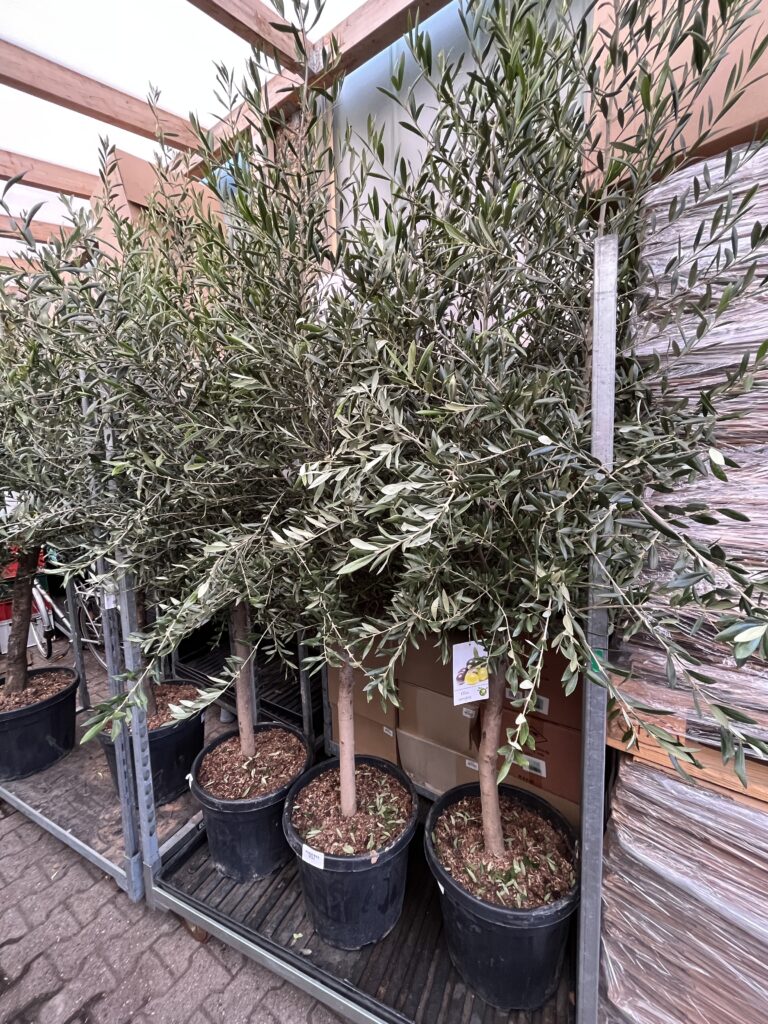 Olivenbäume für 145€ bei Blumendeal in Aachen