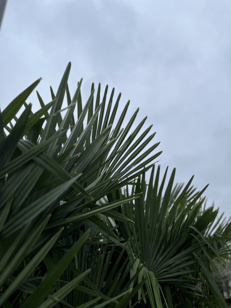 winterharte Palmen kaufen in Aachen