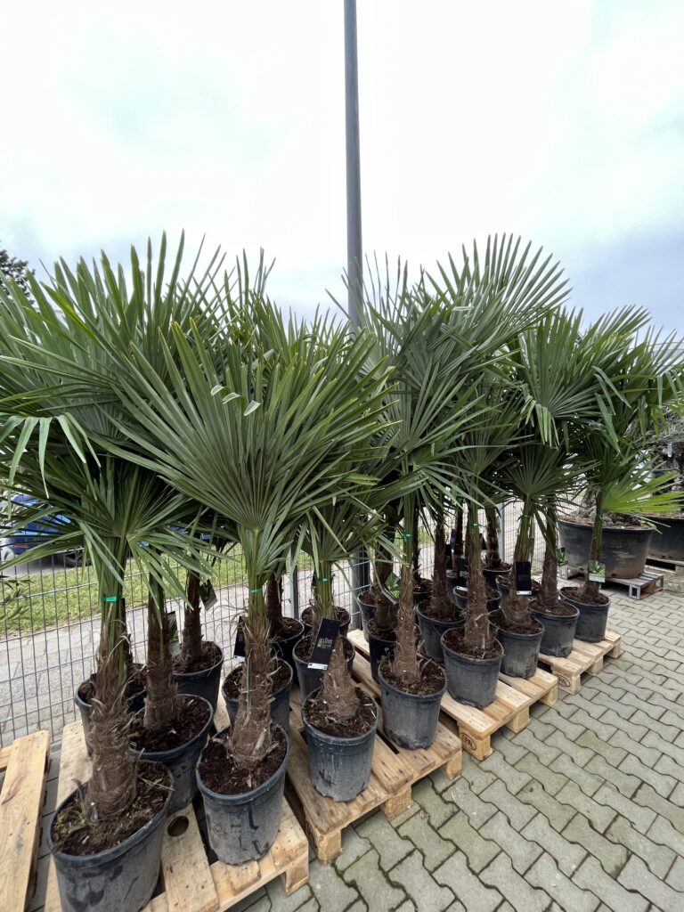Palmen kaufen in Aachen bei Blumendeal - Palmen mit geradem Stamm und vollem Grün.