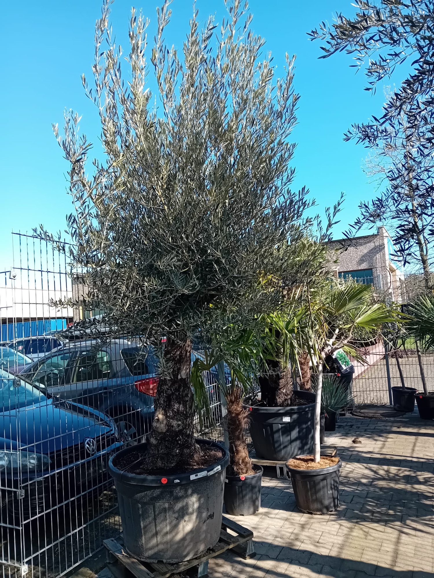 Olivenbaum 599€