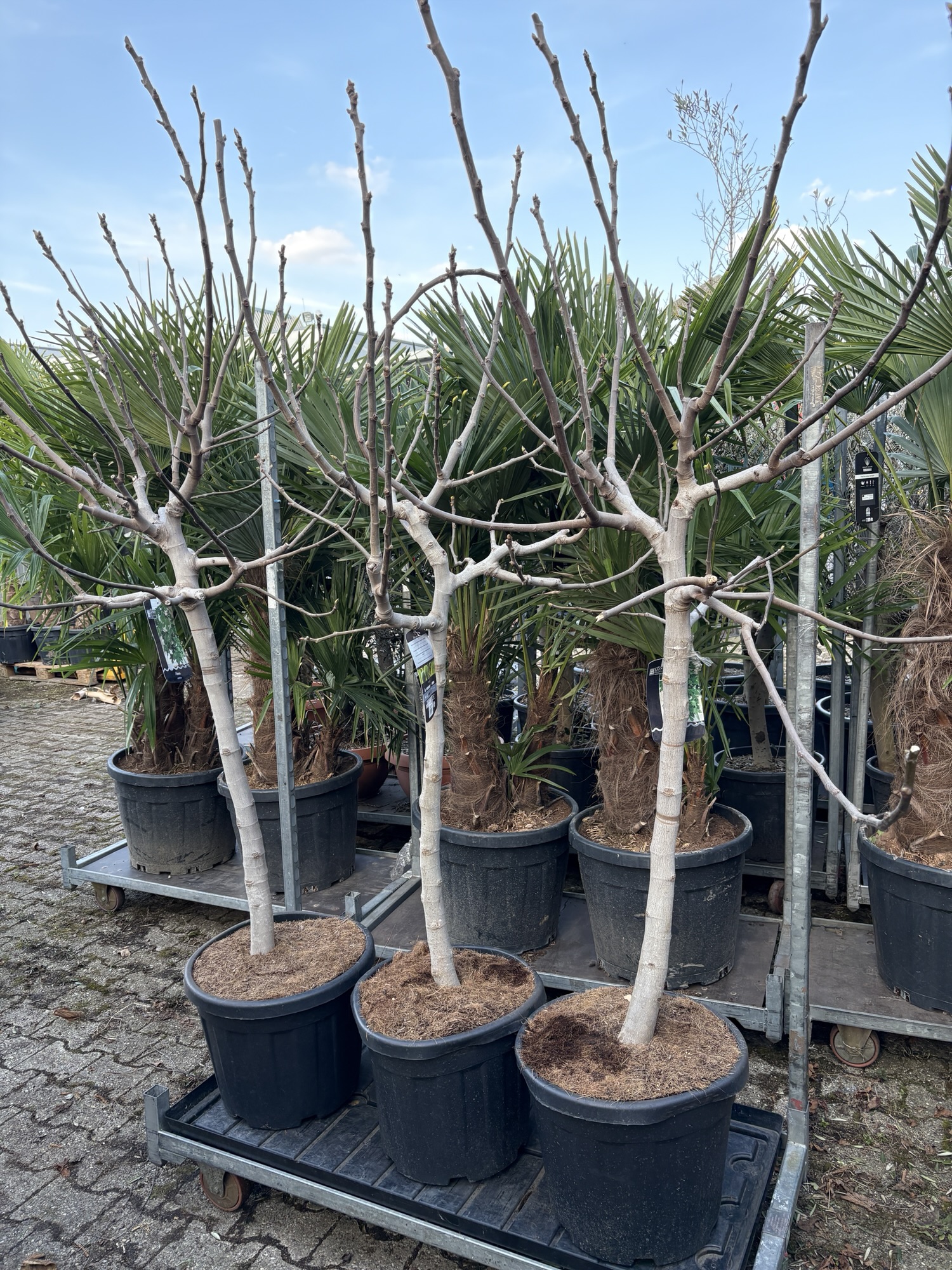 Feigenbaum 89€