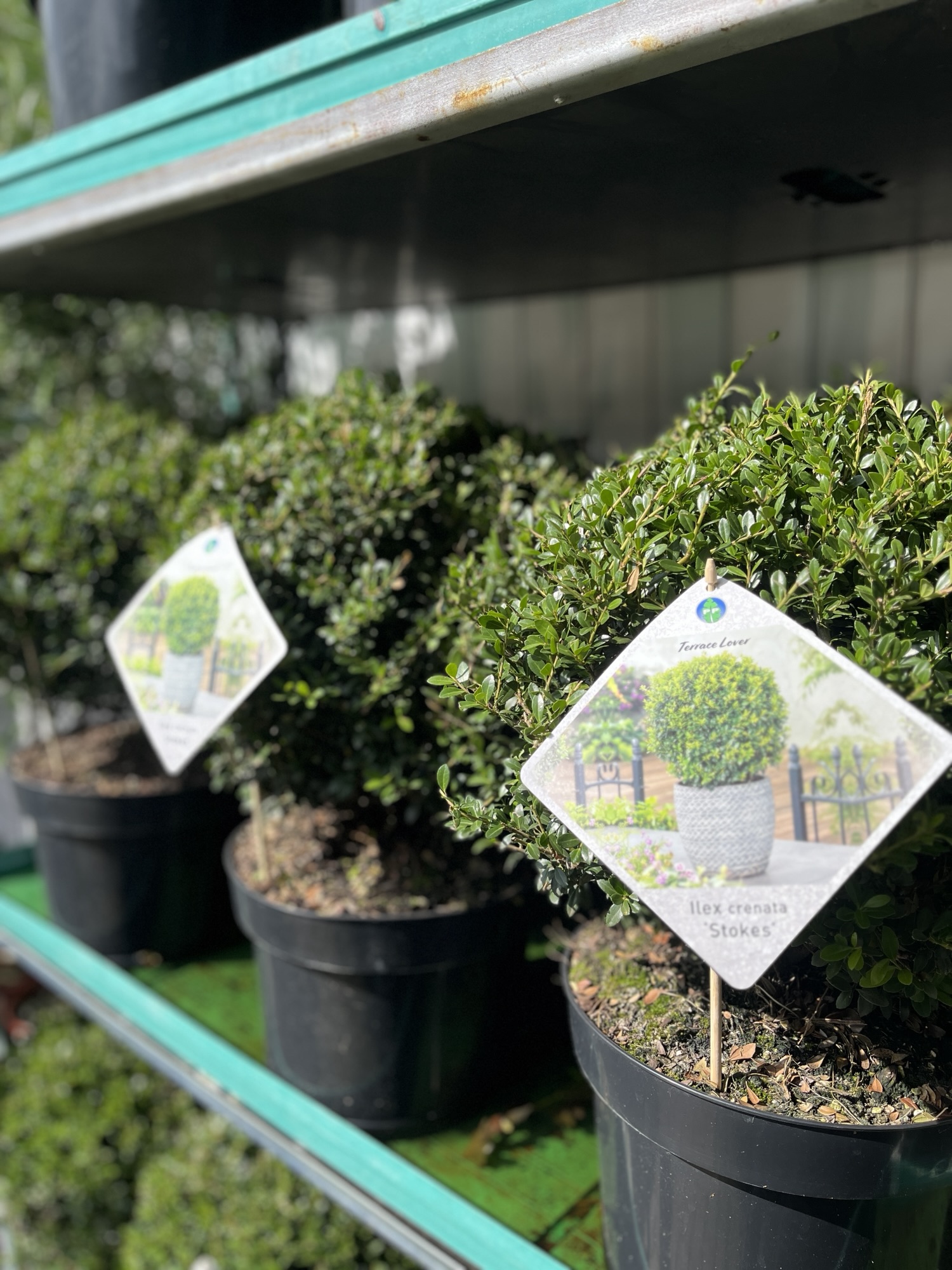 Ilex Kugel 35cm 39€