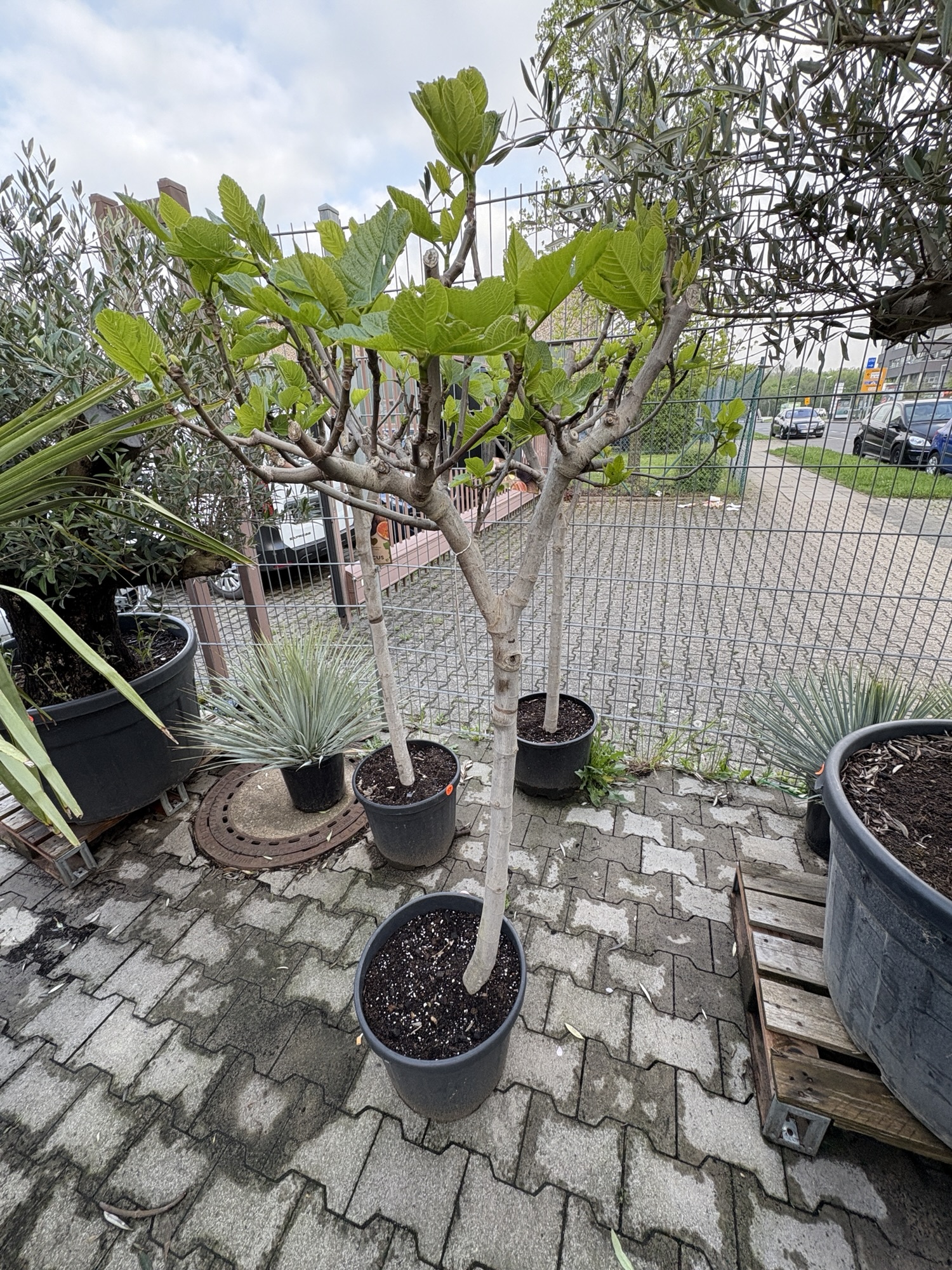 Feigenbaum 89€